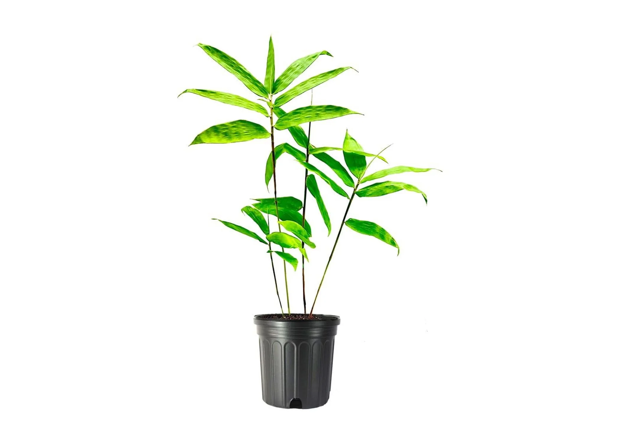 Dendrocalamus asper (Giant Bamboo)